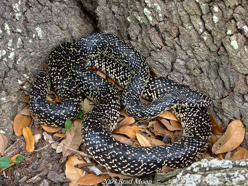 Speckled Kingsnake
