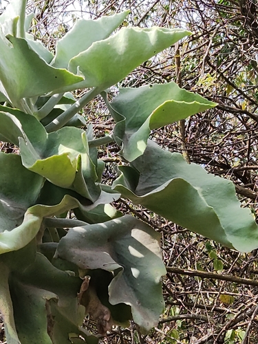 Velvet-leaf