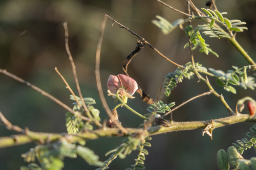 Coursetia mollis (Coursetia mollis)