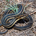 Saltmarsh Snake - Photo (c) Brad Moon, all rights reserved, uploaded by Brad Moon