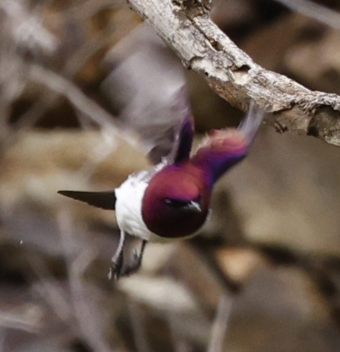 Violet-backed Starling