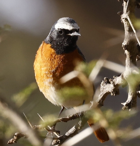 Common Redstart