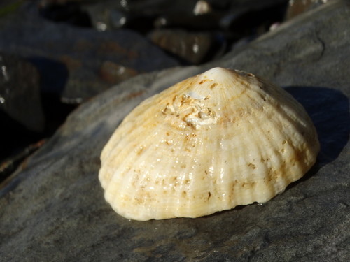 Snowy Limpet