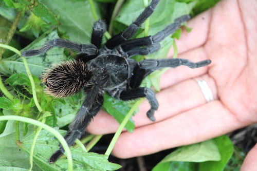 Mexican Rose-gray Tarantula
