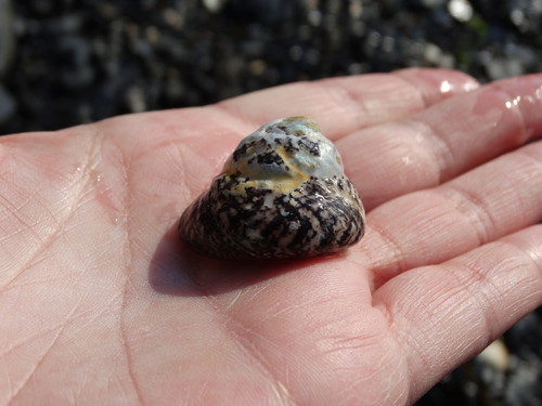Tegula rustica