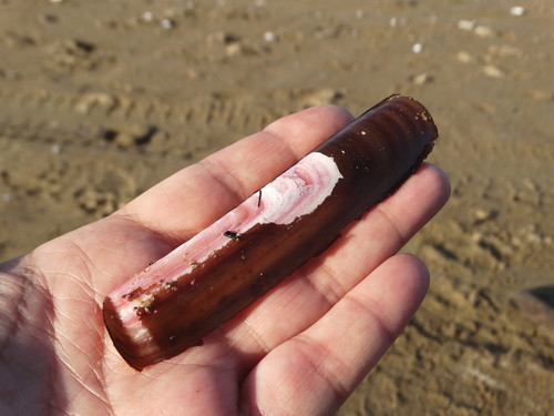 Krusenstern's Razor Clam
