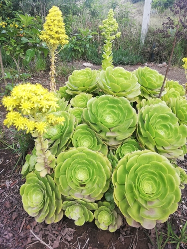Tree Aeonium