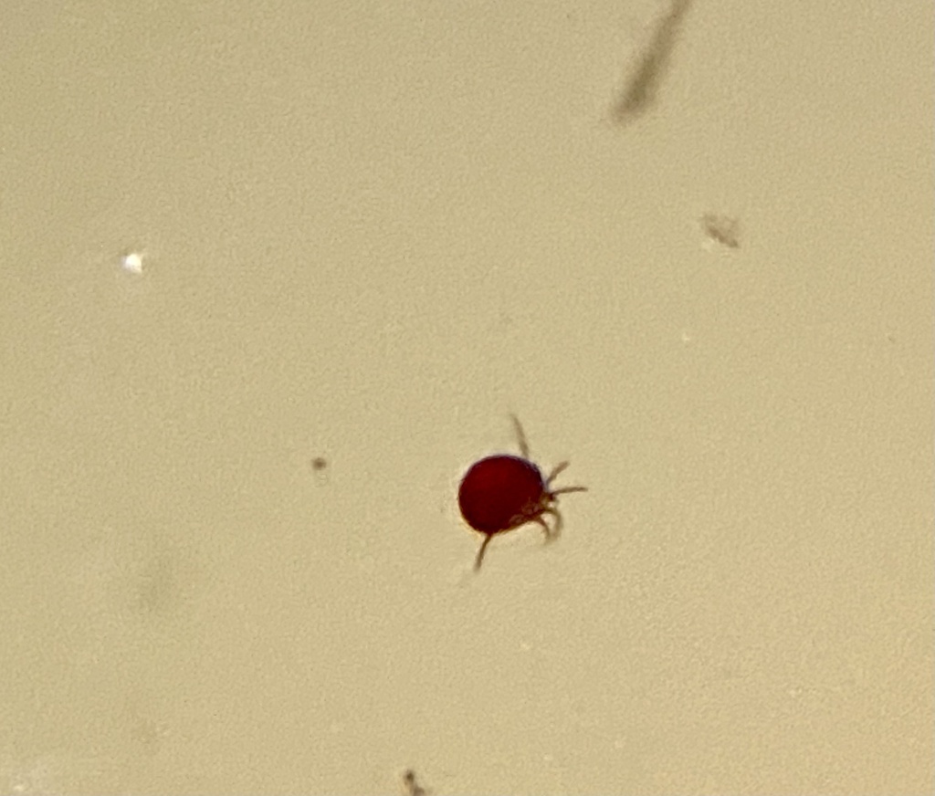 Water Mites from S Central Expy, Allen, TX, US on April 27, 2023 at 04