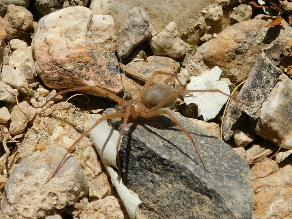 Desert Recluse from San Bernardino County, CA, USA on April 27, 2023 at ...