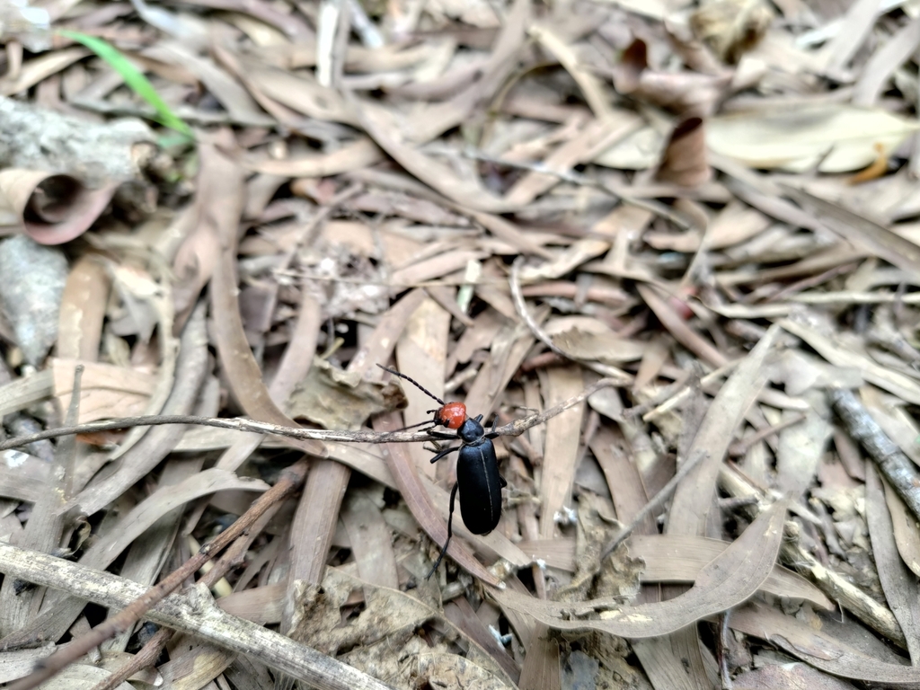 Epicauta hirticornis from 352台灣苗栗縣三灣鄉內灣村 on April 27, 2023 at 1216 PM