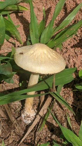 Agrocybe retigera