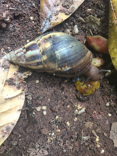 African Giant Snail