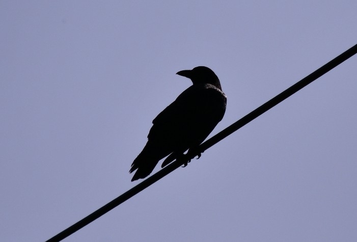 Large-billed Crow from 日本 〒198-0022 on April 28, 2023 at 08:03 AM by ...