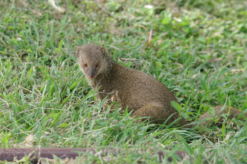 Small Indian Mongoose
