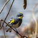 Myrtle × Audubon's Warbler - Photo (c) Kirstyn Eckhardt, all rights reserved, uploaded by Kirstyn Eckhardt