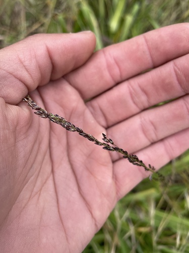 Small Flowered Melica