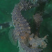 Observation photo