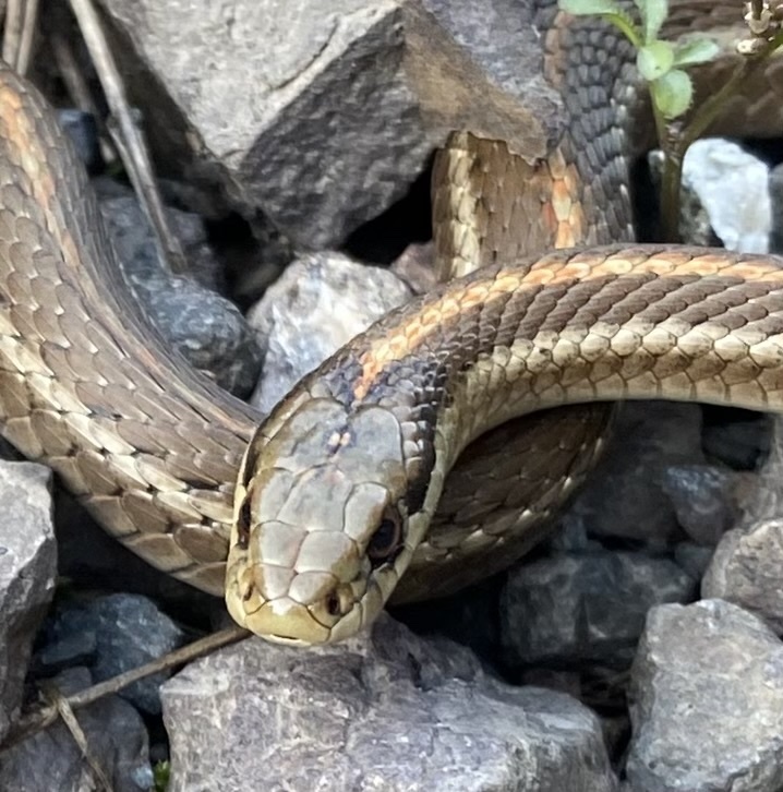 Northwestern Garter Snake from Comox-Strathcona, CA-BC, CA on April 27 ...