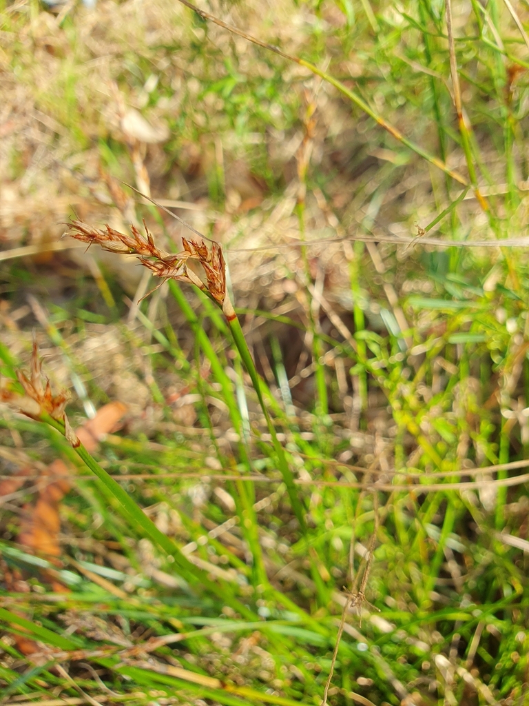 variable sword-sedge from Macleod VIC 3085, Australia on April 28, 2023 ...