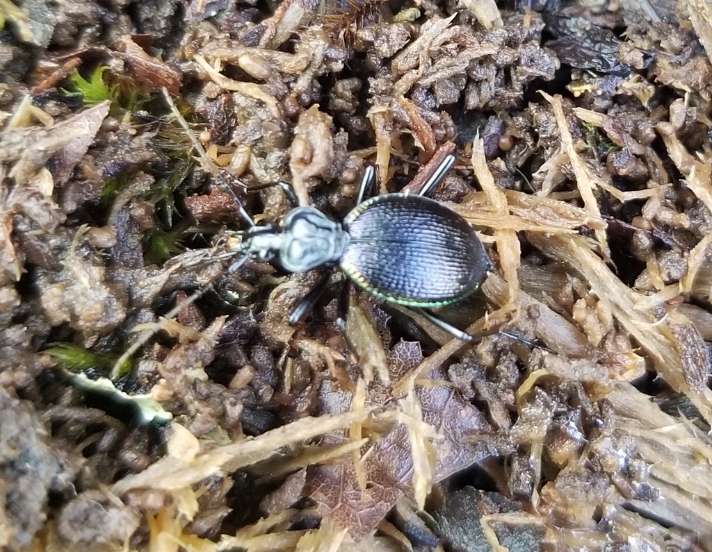 Margined Snaileating Beetle from Salem, OR, USA on April 27, 2023 at