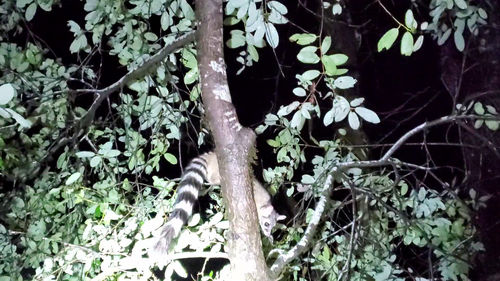 iNaturalist observation photo of Ringtail