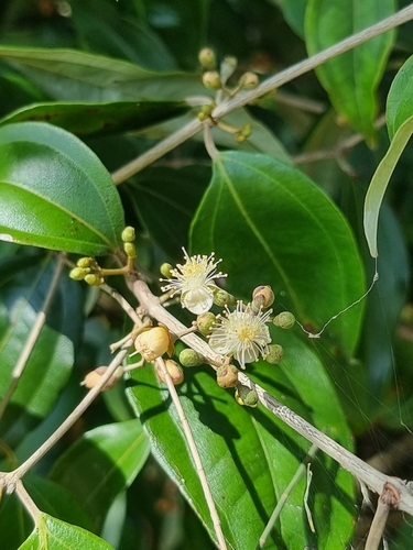 Rhodamnia argentea Benth.