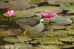 White-Breasted Waterhen