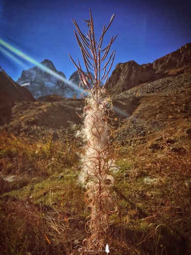 Siauralapis gaurometis nuotrauka