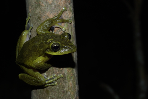Porthole tree frog
