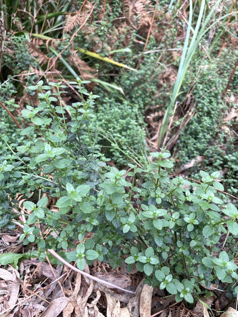Common Raspwort from Upper Sweetwater Creek Reserve, Frankston South ...