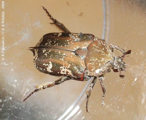 Mango Flower Beetle