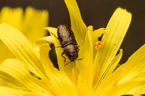 Anthaxia obesa · iNaturalist