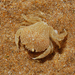 Pennant's Swimming Crab - Photo (c) Mário Estevens, all rights reserved, uploaded by Mário Estevens