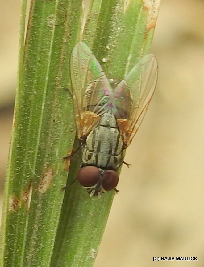 Musca crassirostris from Dhabani, West Bengal, India on June 20, 2018 ...