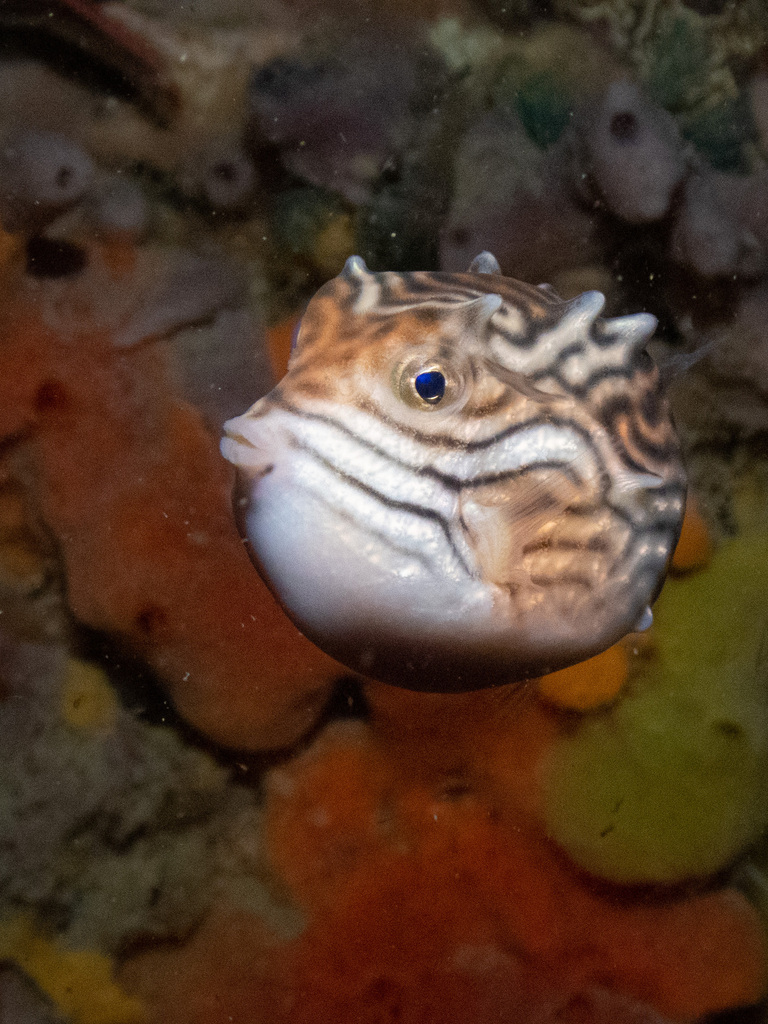 Shaw's Cowfish From 2900 Point Nepean Rd, Blairgowrie Vic 3942 