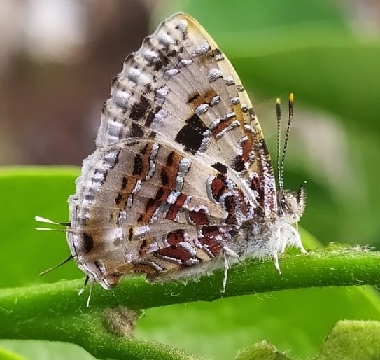 Common Tinsel from Megamalai on April 28, 2023 at 0137 PM by Ramasamy