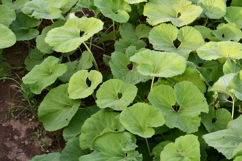Giant Butterbur from 日本 〒198-0022 on April 28, 2023 at 04:38 PM by ...