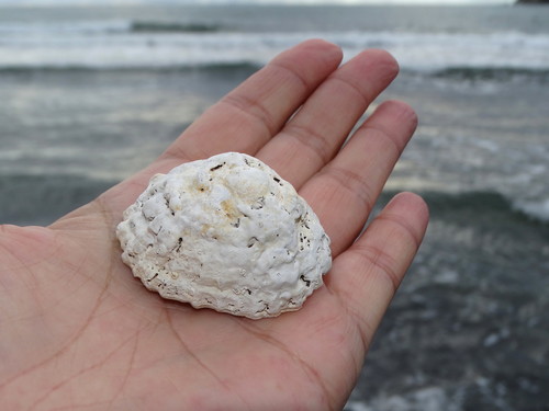 Snowy Limpet