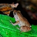 Annandale's Bush Frog - Photo (c) Soumya Sarkar, all rights reserved, uploaded by Soumya Sarkar