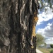 Square