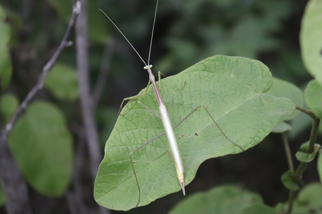Brunner's Stick Mantises from Caucaia CE, Brasil on April 25, 2023 at