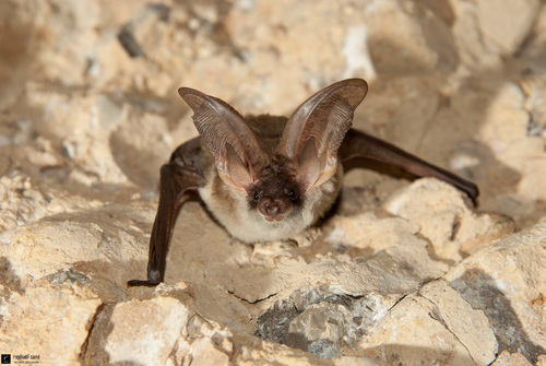 Gaisler's long-eared bat
