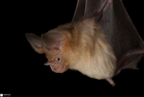 Geoffroy's Trident Leaf-nosed Bat