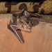 Geoffroy's Trident Leaf-nosed Bat - Photo (c) Raphaël Sané, all rights reserved, uploaded by Raphaël Sané