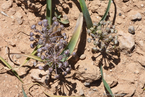 Allium rothii