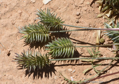 Eremopyrum bonaepartis