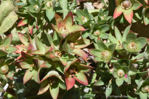Greater Rock-jasmine