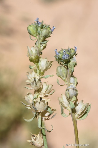Linaria micrantha