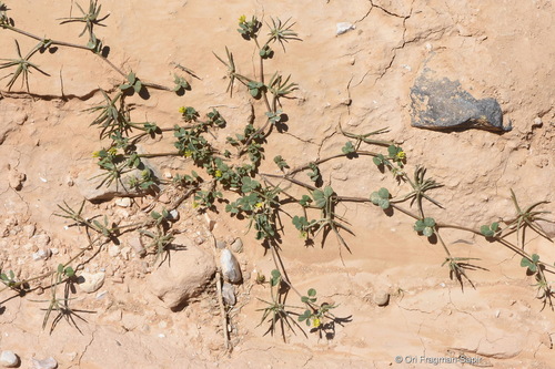 Medicago astroites