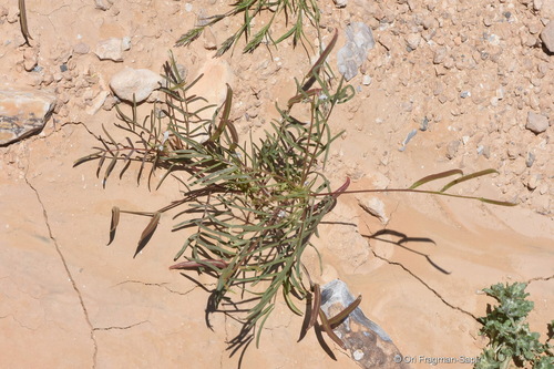 Astragalus campylorrhynchus